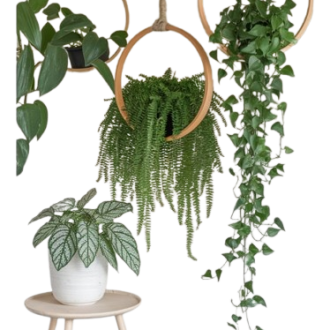 Decorative Accessories
